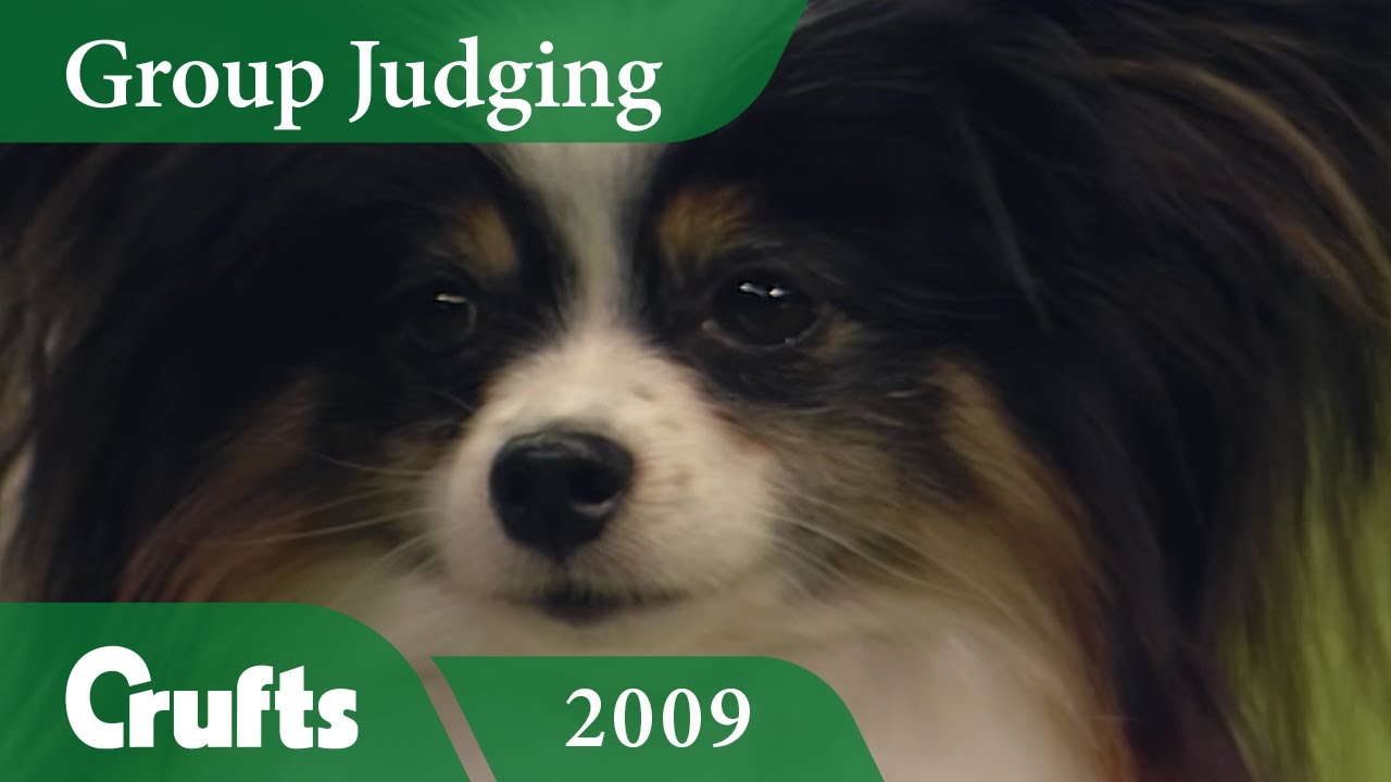 Papillon wins Toy Group Judging at Crufts 2009 | Crufts Dog Show
