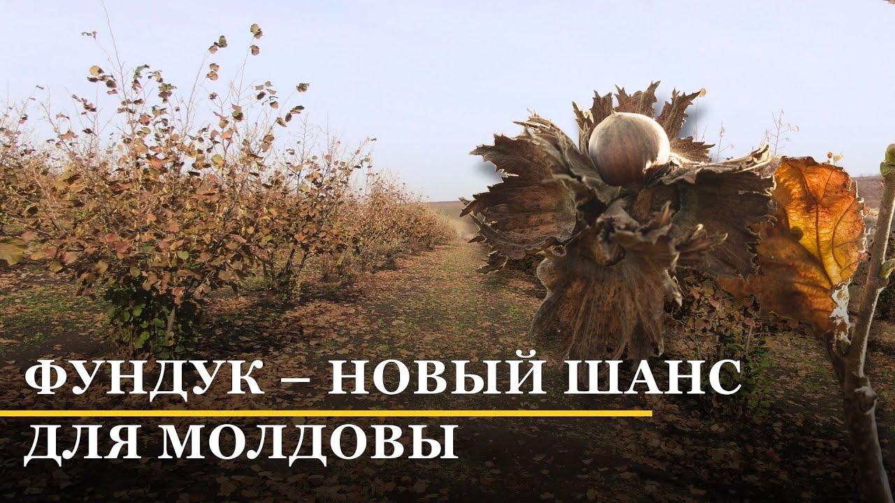 Как фундук в Молдове становится новой ставкой агросектора