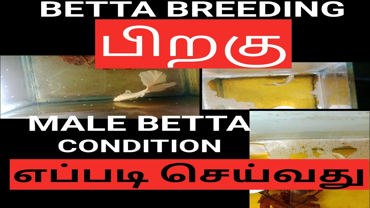 BETTA BREEDING பிறகு MALE BETTA CONDITION எப்படி செய்வது #bettabreeding 