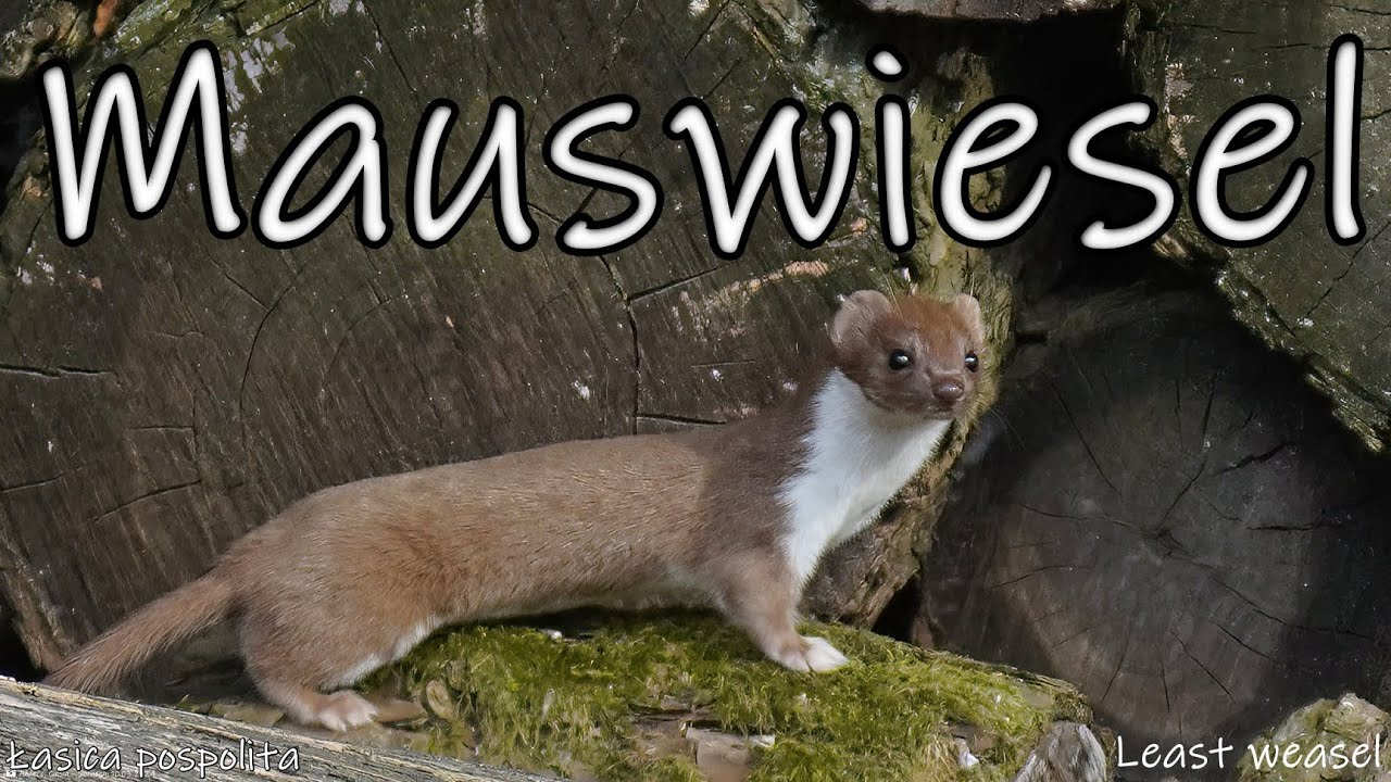 Mauswiesel - Die besten Bilder am Ende des Films.