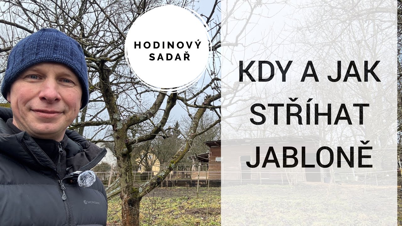 🌳 Kdy stříhat jabloně 🌳 Neuspěchejte to 🌳