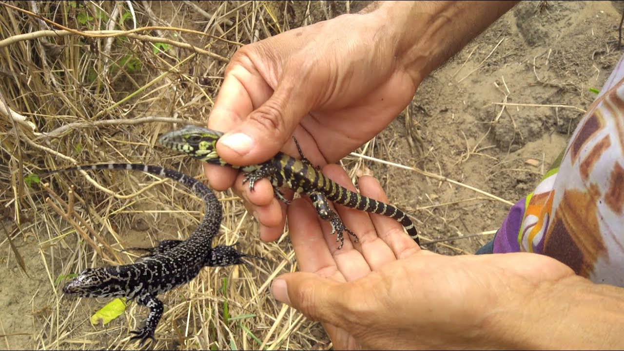 Filhotes de Lagarto Teiú!! [ IZAIAS EM AÇÃO ]