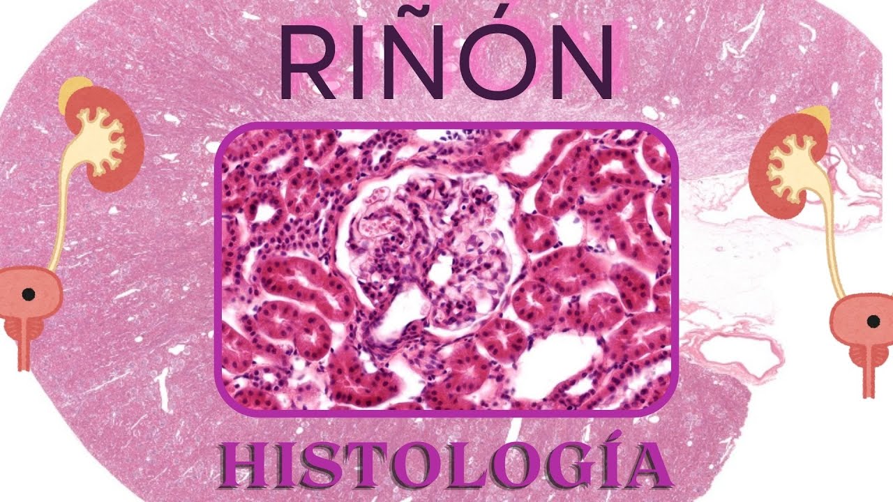 Histología de Riñón