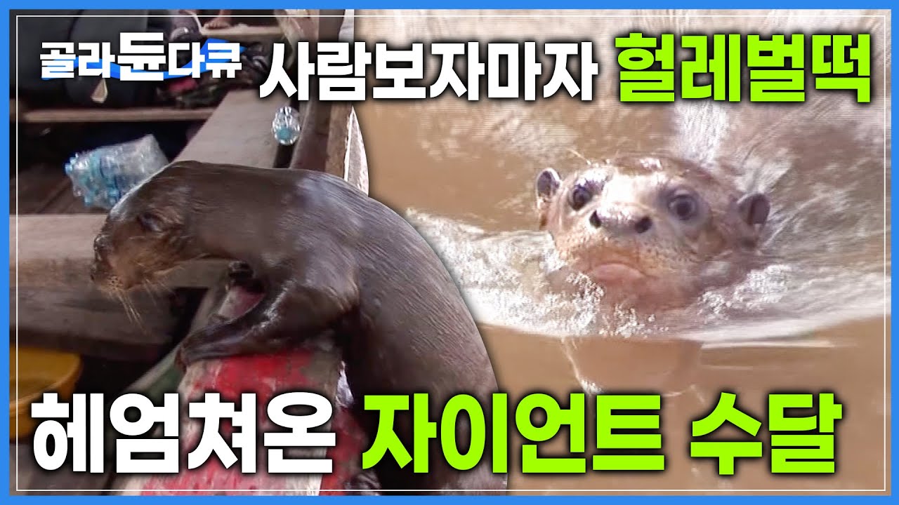 저멀리 헐레벌떡 수영해와서 인간의 배 위로 올라탄 수달 | 한시도 긴장을 놓칠수 없는 정글의 야생동물이라기엔 애교가 너무 많아요.. | 세계테마기행 | #골라듄다큐