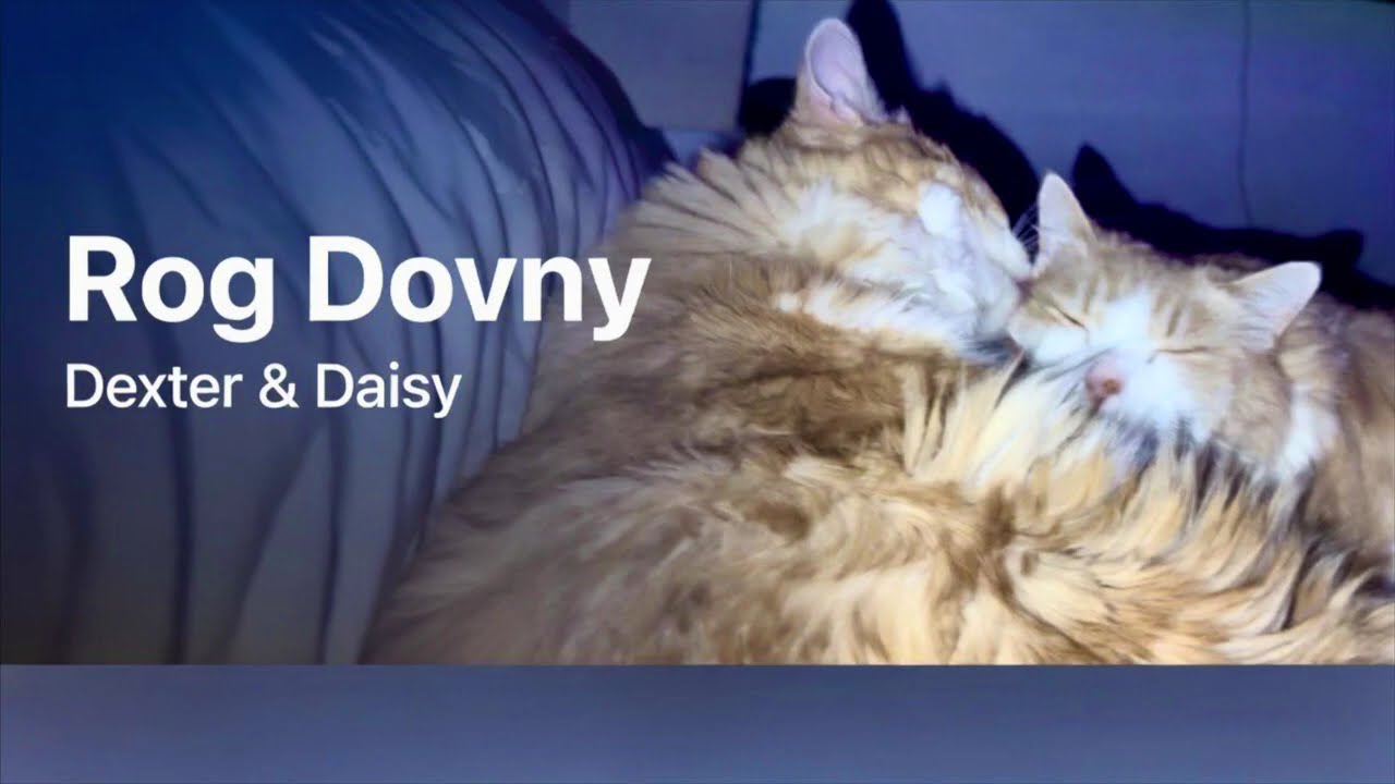 😻 Dexter & Daisy Best Moments | Funny Cat Shorts Compilation (Part 4)