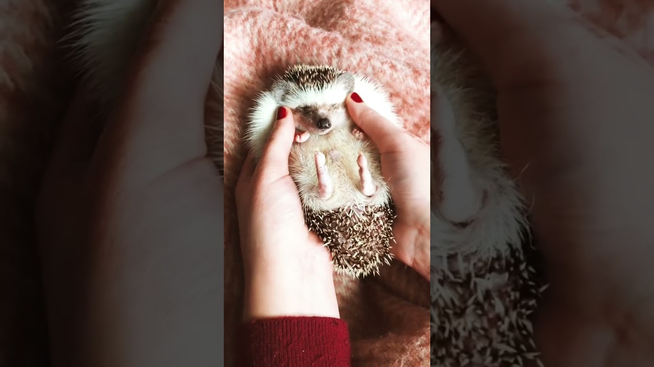 Cet h&eacute;risson a la belle vie ! #shorts #h&eacute;risson #cute #animals