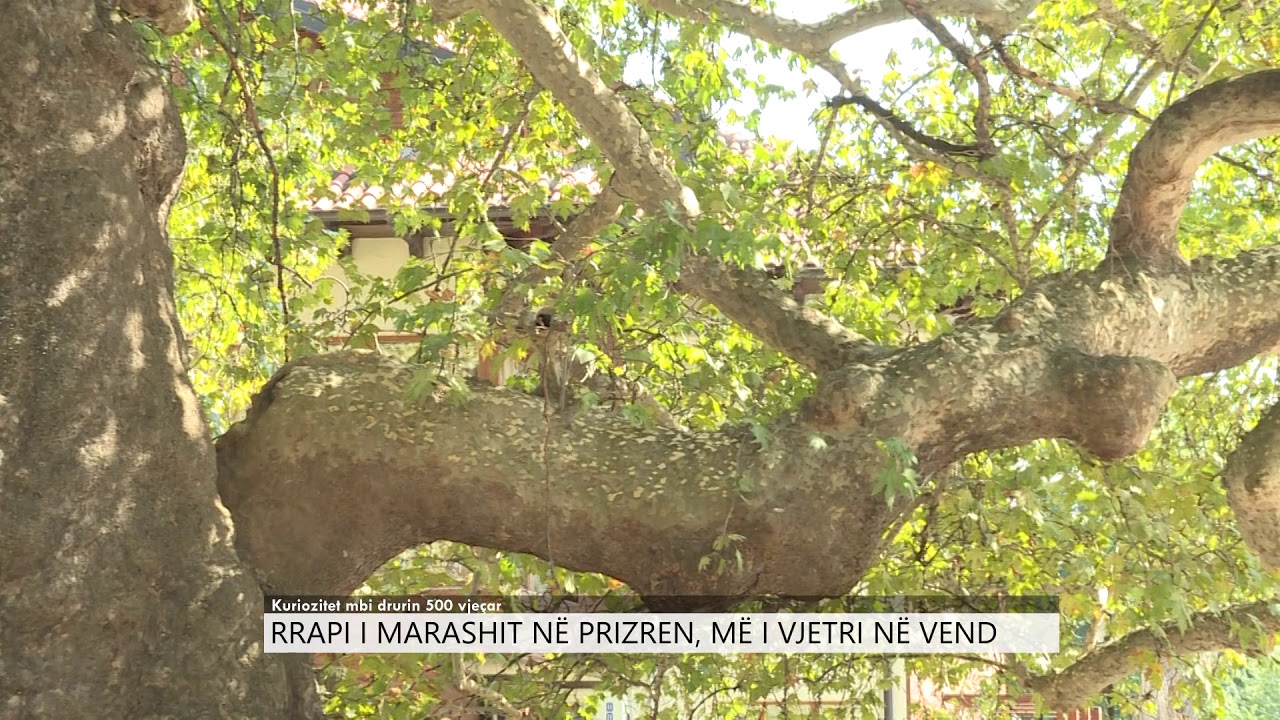 Rrapi i marashit në Prizren, më i vjetri në vend