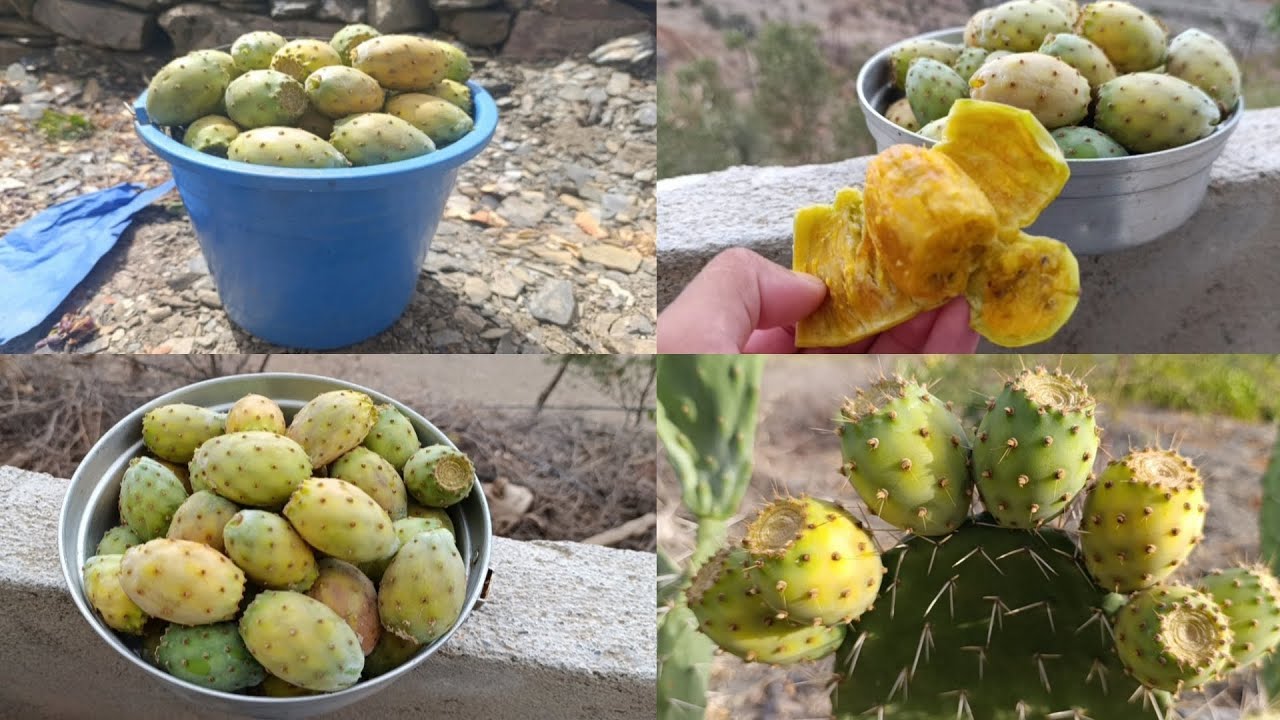 اليوم جني الهندية او التين الشوكي في واد غيس إقليم الحسيمة الحمد لله على هذه النعمه 🤲