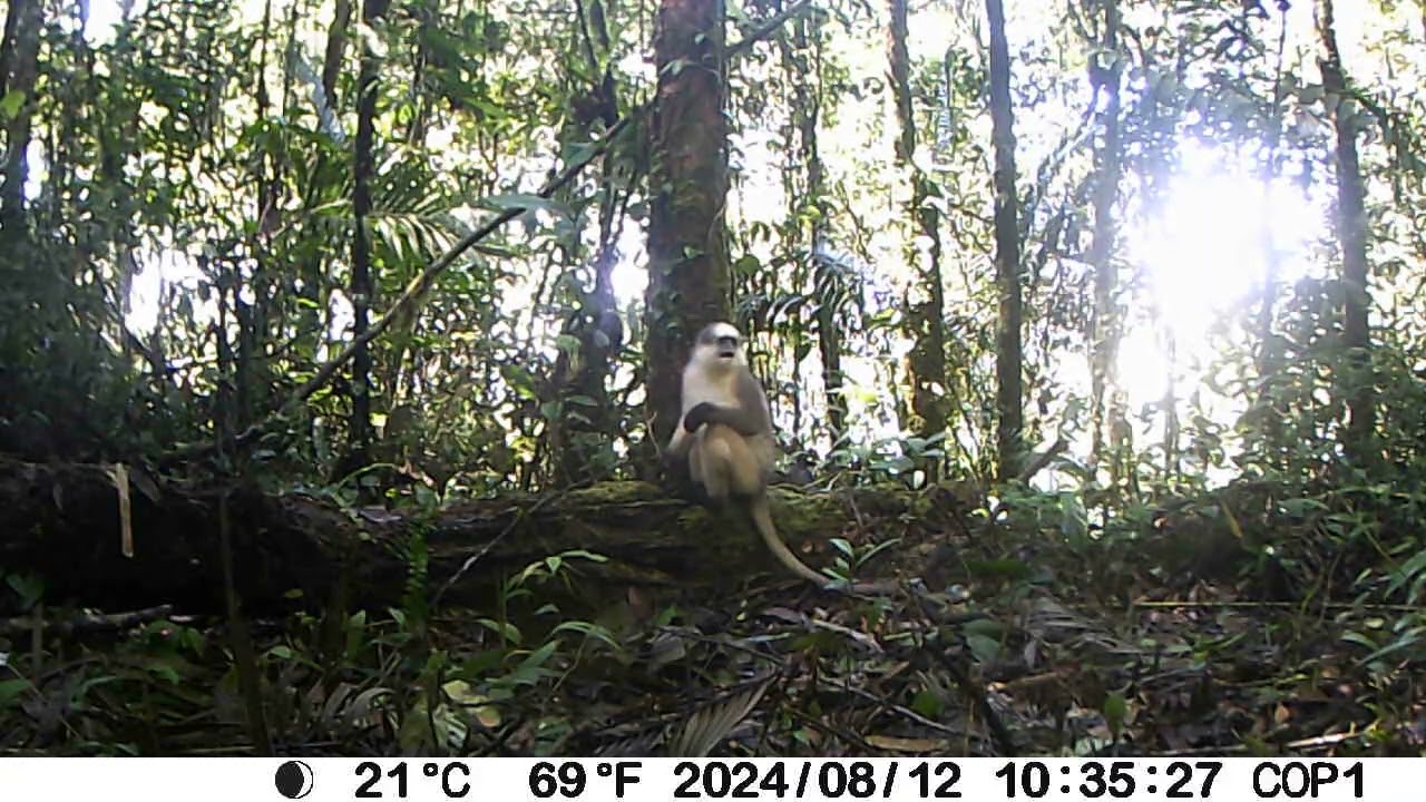 Trail Camera Footage of a Leaf monkey in Sumatra