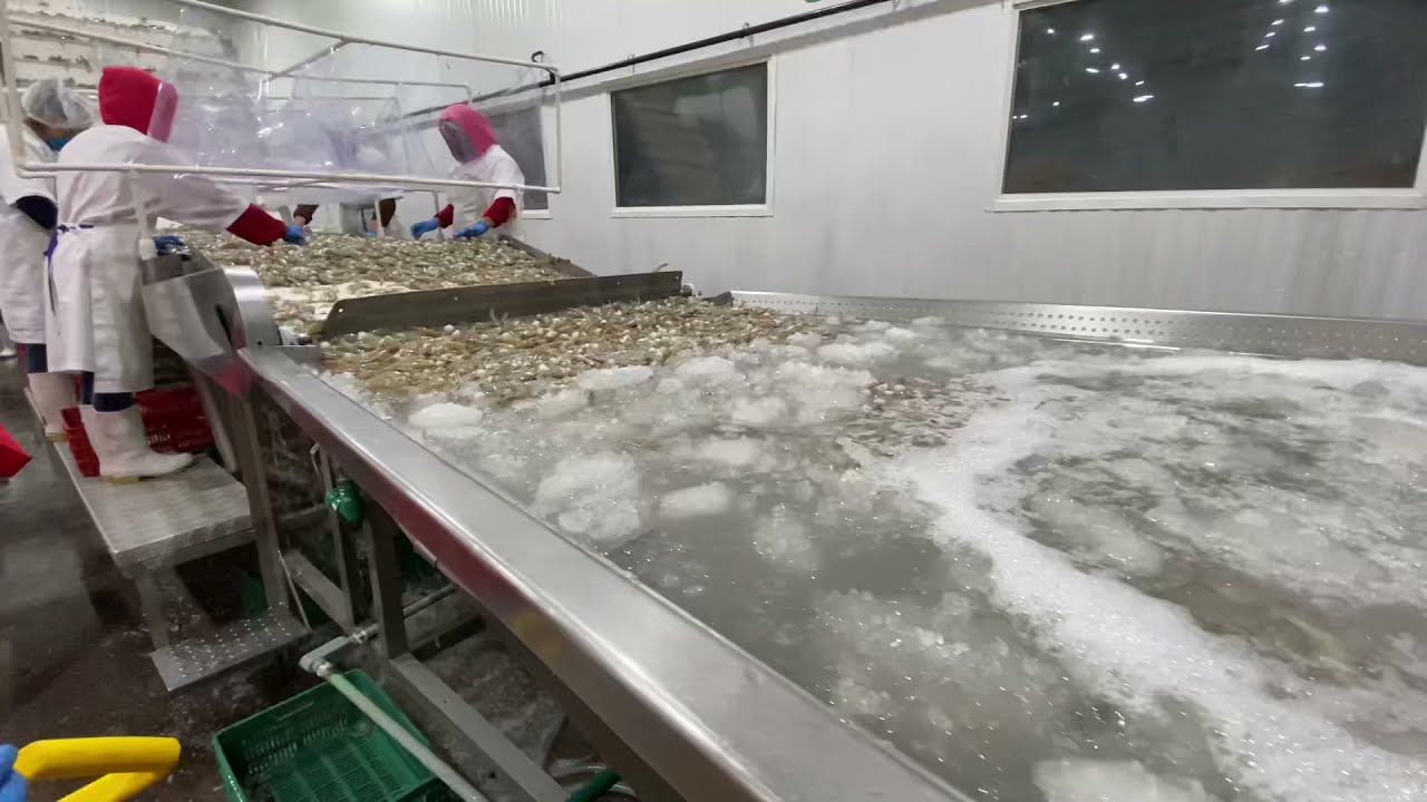 Sistema de PESADO en continuo y automático de CAMARÓN 🦐