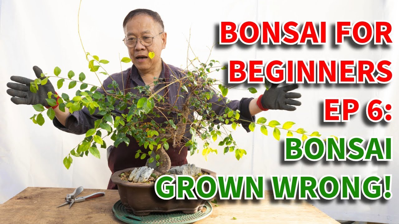 Bonsai For Beginners 6: How to grow your bonsai tree. Six week transformation!