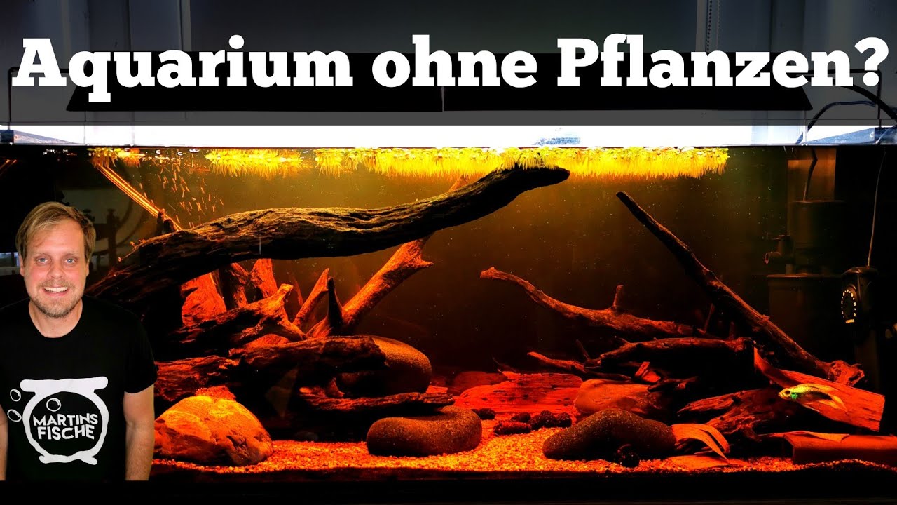 AQUARIUM OHNE PFLANZEN - Ist das möglich?