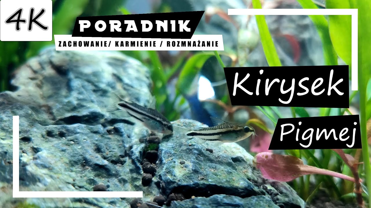Карликова кіраса - полное руководство! [4K]
