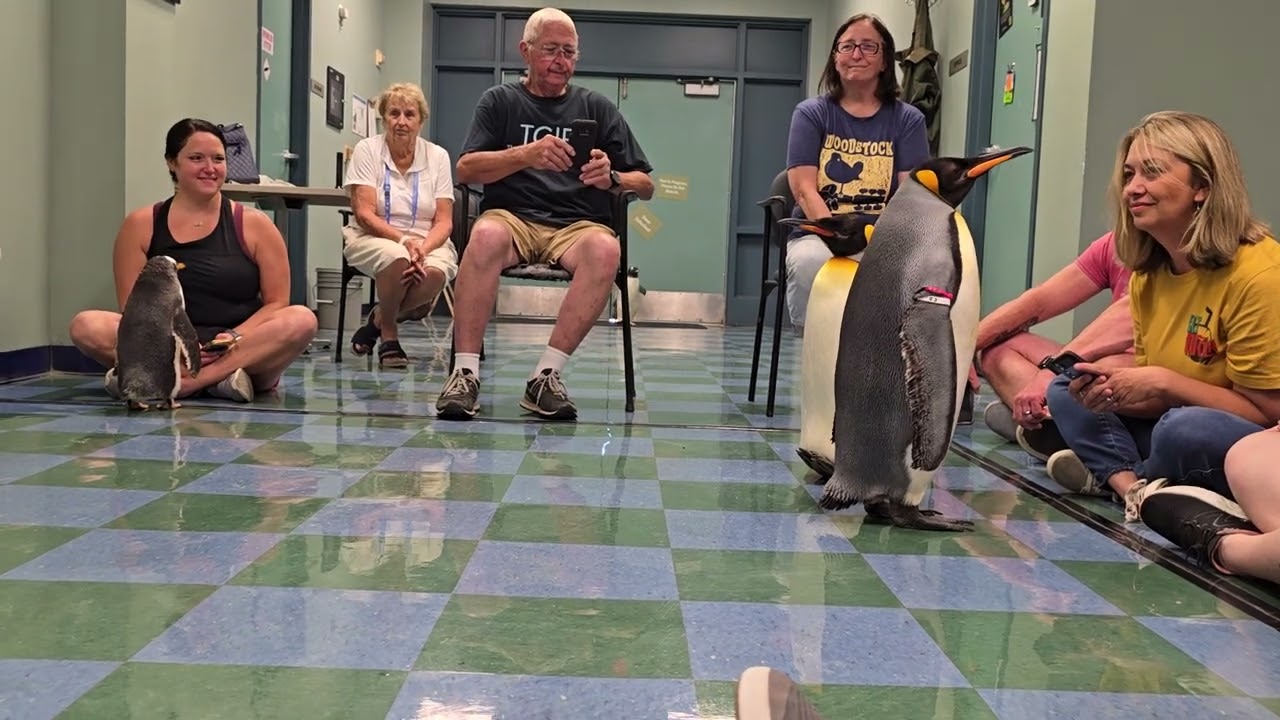 Penguin Encounter at the St. Louis Zoo