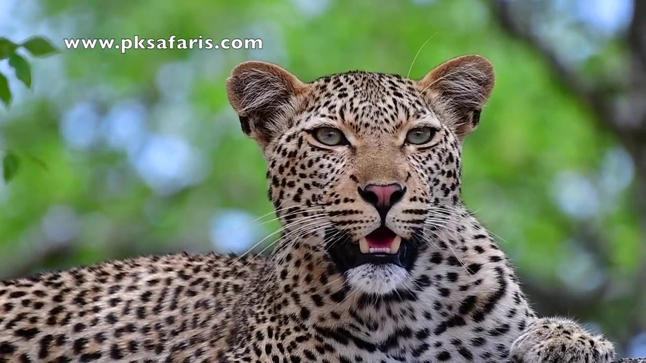Amazing Quality video Leopard very close to us very relaxed seen on Safari in Kruger National Park