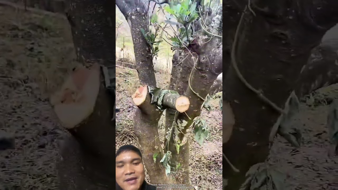 Cưa Tay Thì Cưa Cả Ngày 