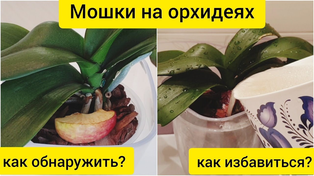 МОШКИ на орхидеях || Как ИЗБАВИТЬСЯ от мошек на орхидеях