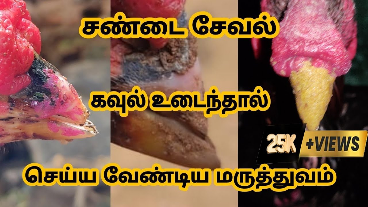சண்டை சேவல் கவுல் உடைந்தால் செய்ய வேண்டிய மருத்துவம் | sandai seval kavul treatment tamil #ttv