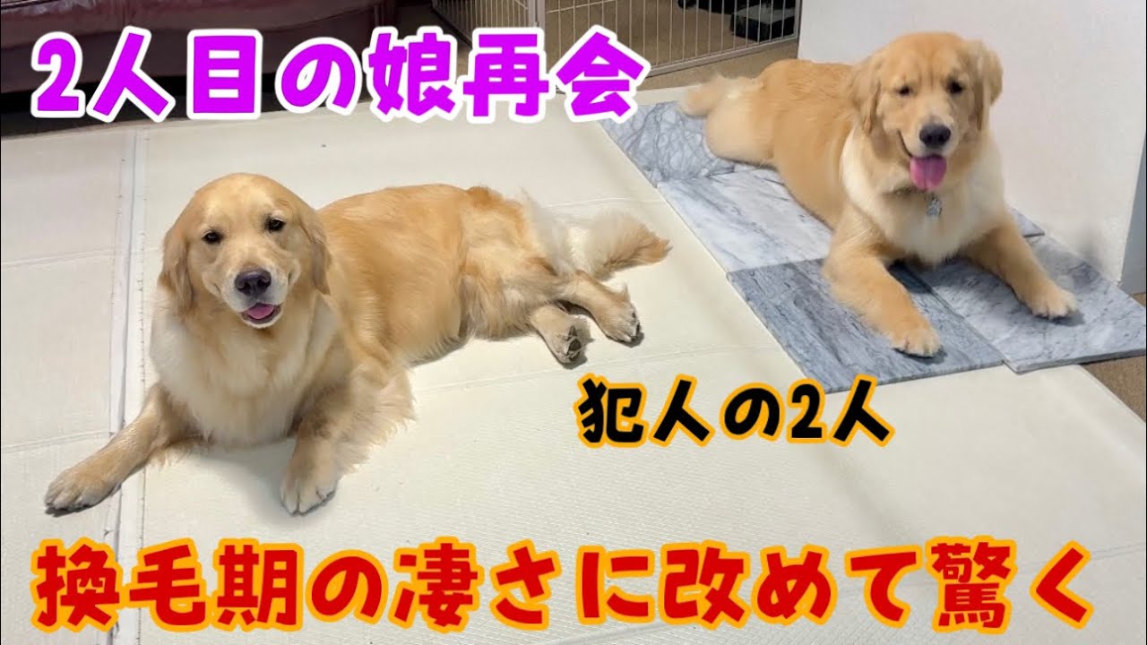 【換毛中】ちゃんちゃん2人目の娘と再会