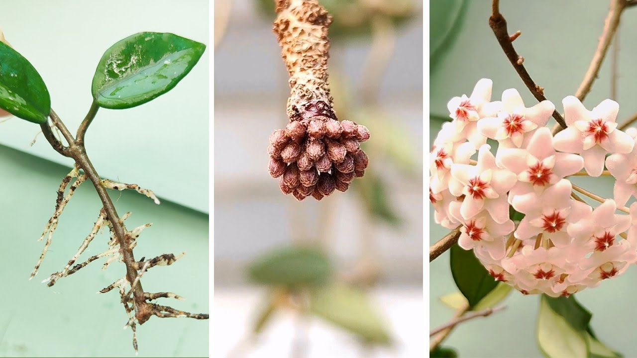 How to Propagate Hoya Carnosa from Stem Cuttings | Hoya Care Tips to Many Blooms