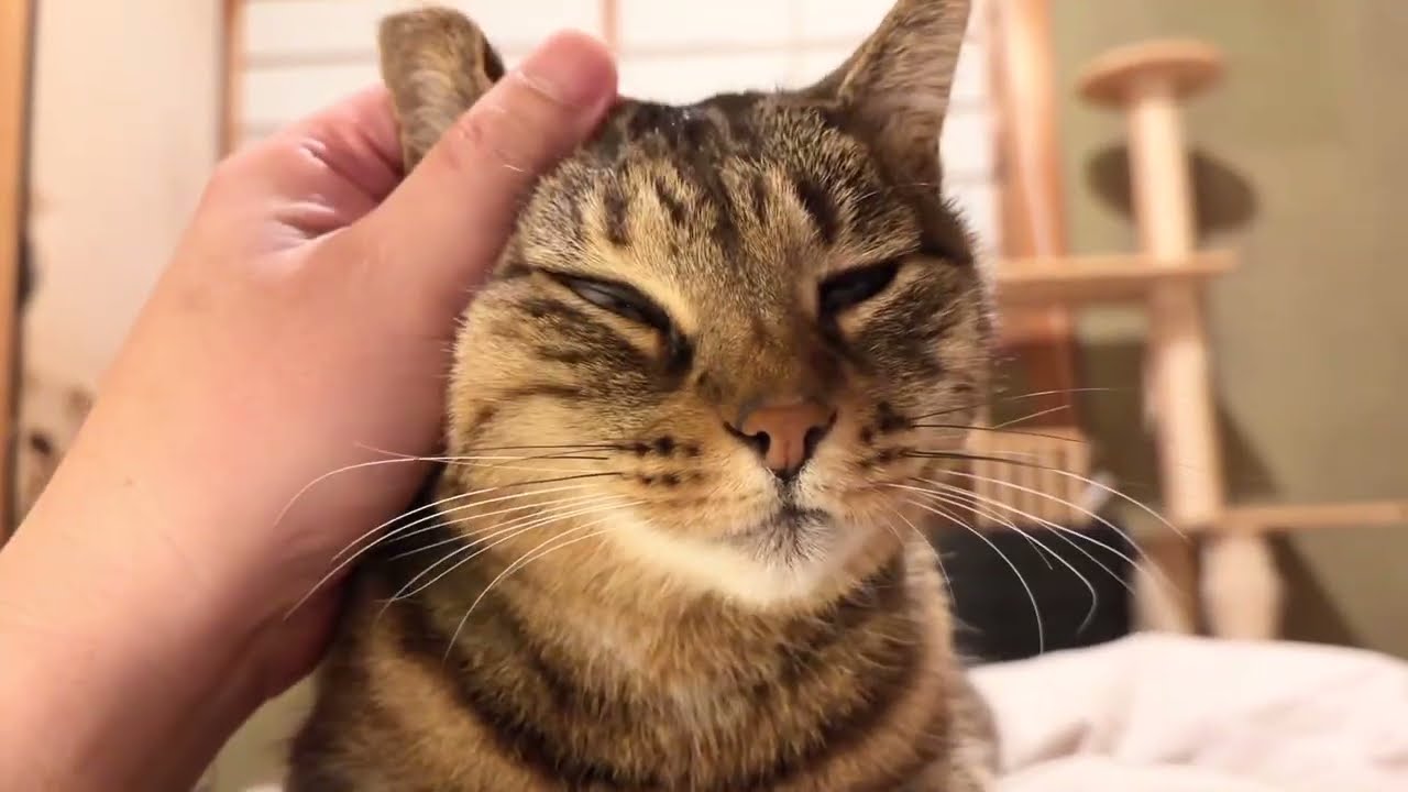 ドキュメンタリー