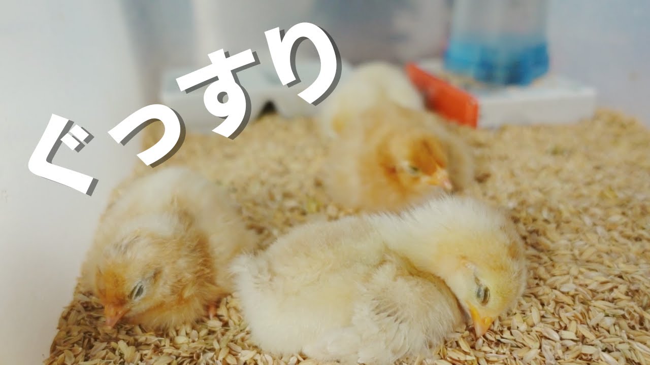 【ひよこ】眠くてたまらないひよこたちのお昼寝の様子