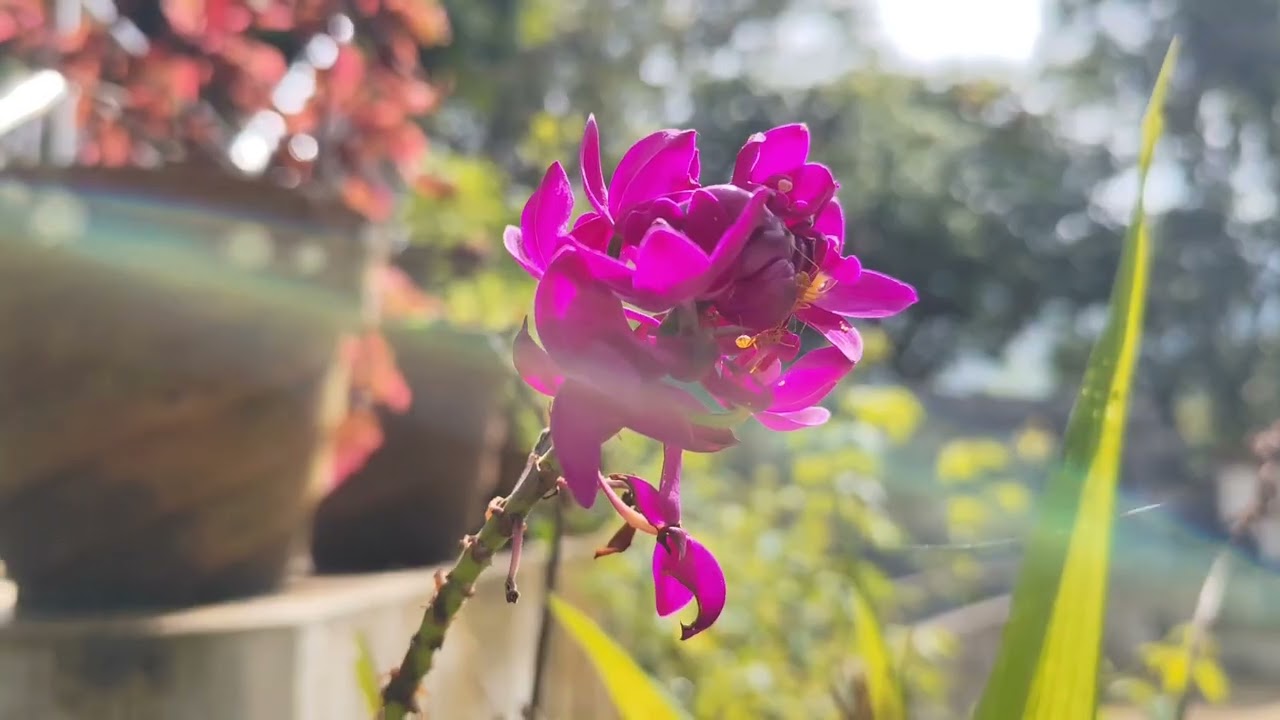 Beautiful 💜 purple flowers/garden flowers and plants