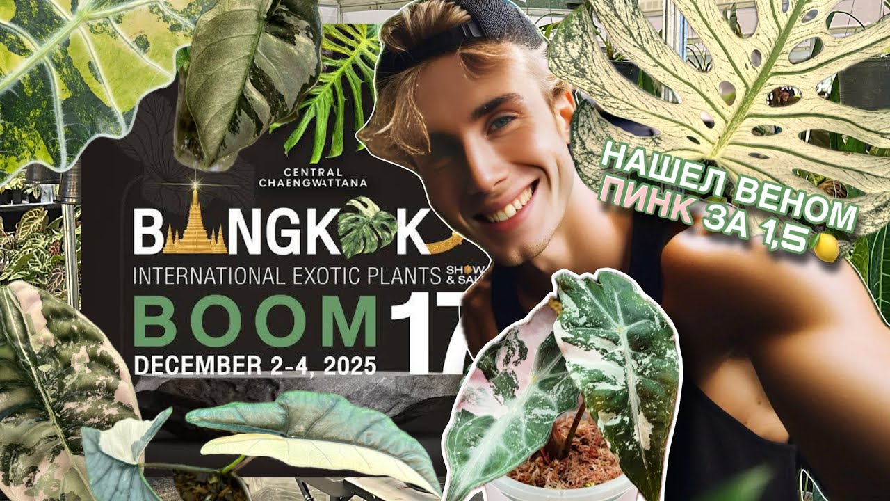 ВЫСТАВКА РАСТЕНИЙ В БАНГКОКЕ 2-4дек 2025г EXOTIC PLANTS❤️‍🔥 ВЕНОМ ПИНК ВАР ЗА 1,5🍋 и МОНСТЕРА ДЕВИЛЬ