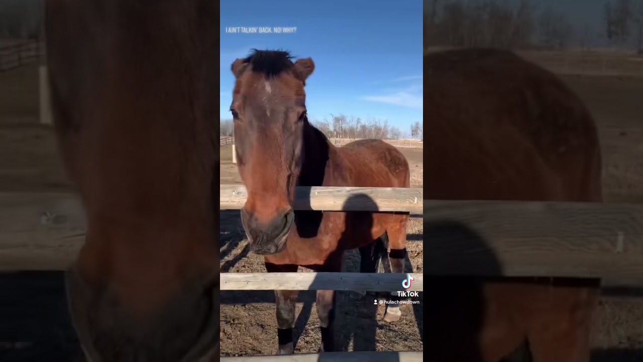 Mare moods | horse humour | #shorts