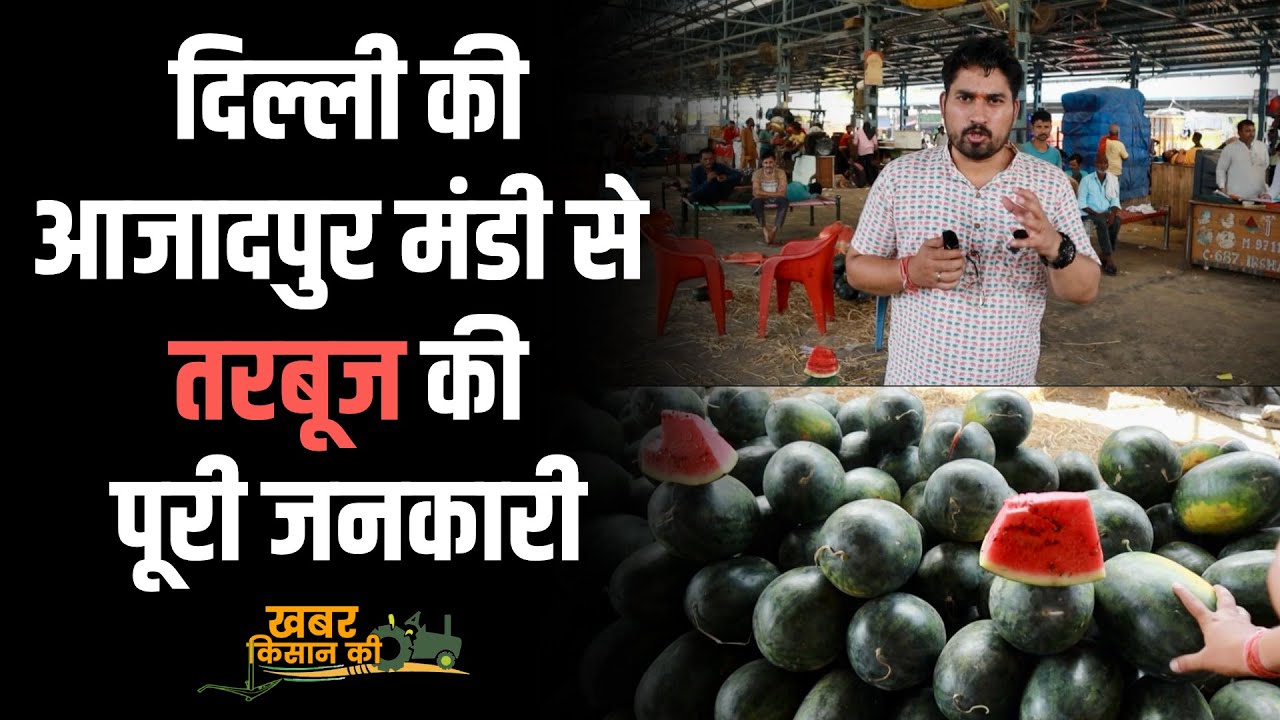 दिल्ली की आजादपुर मंडी में तरबूज का भाव देखें | Delhi Azadpur Mandi Rate #delhi #khabarkisanki