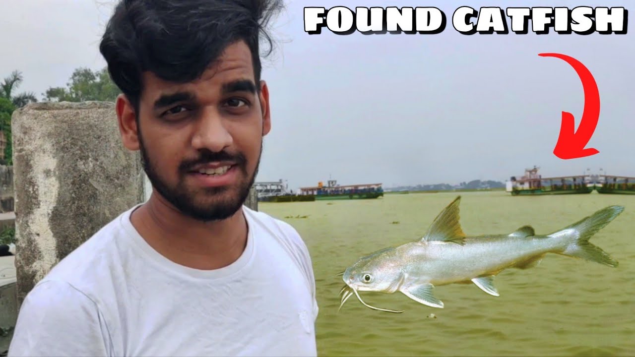 I Caught Some Big Silver Catfish From River During Fishing In The Wild