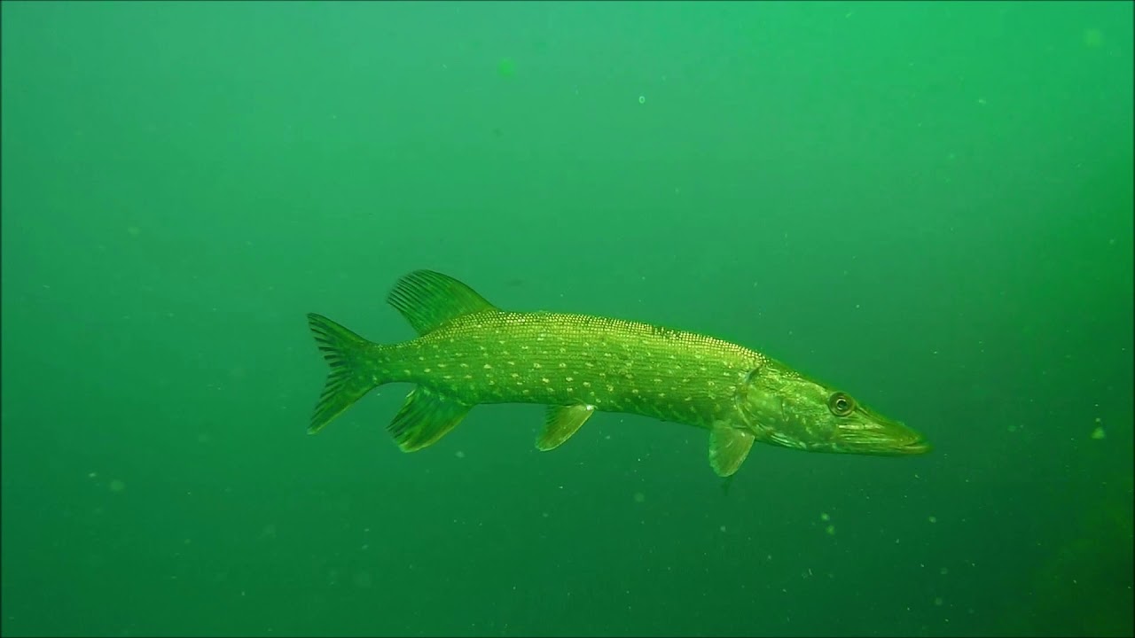 Tauchen Millstätter See