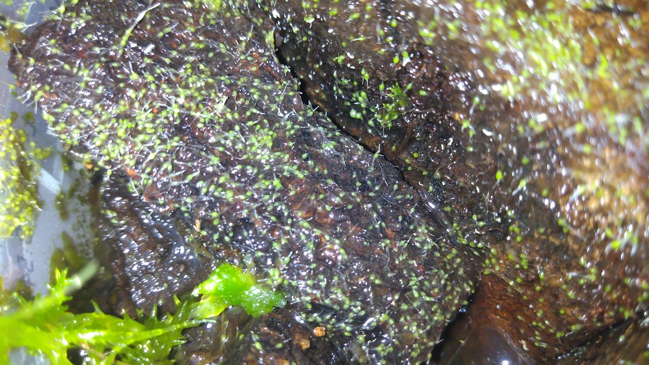 Germinação de sementes de orquídeas em casa método Adriano Isao/estufa de paçoca