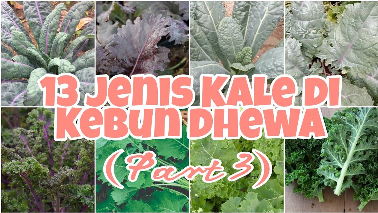 Jenis Kale ke-13 di Kebun Dhewa