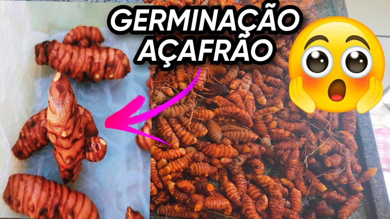 conheça essa técnica de germinação do açafrão