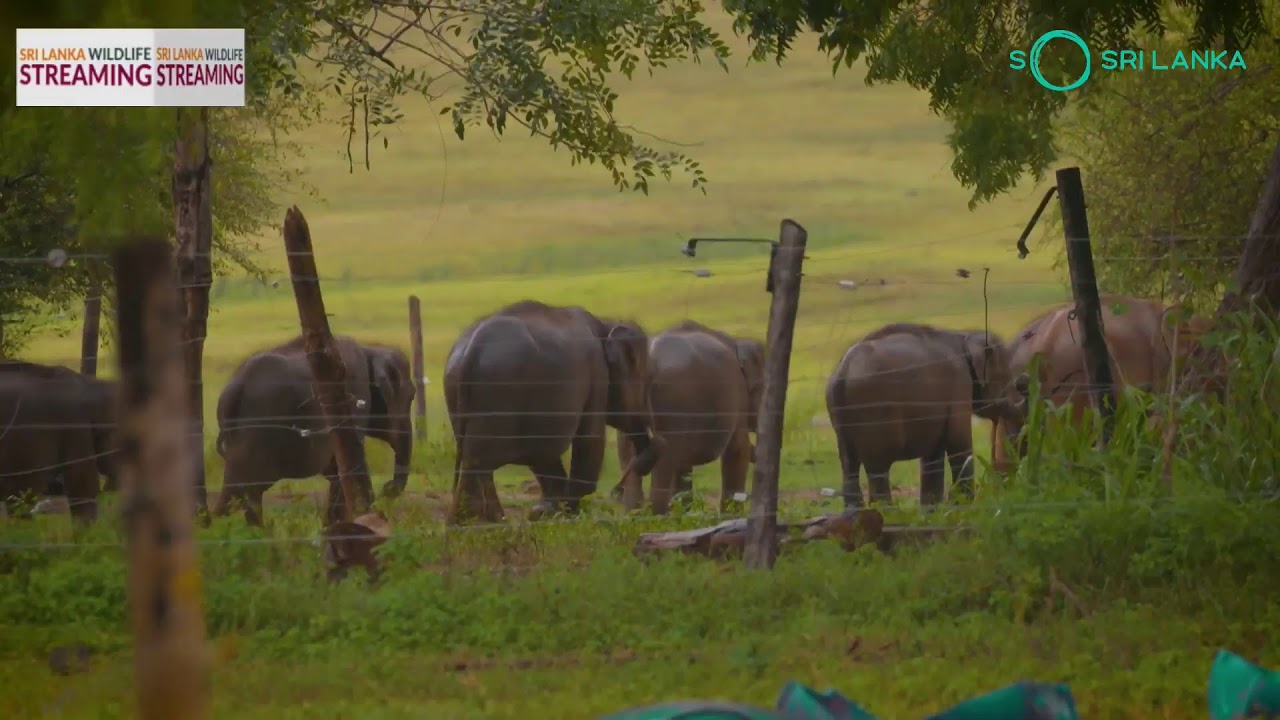 Sri Lanka Wildlife Streaming - Udawalawe (10th November) Evening Stream