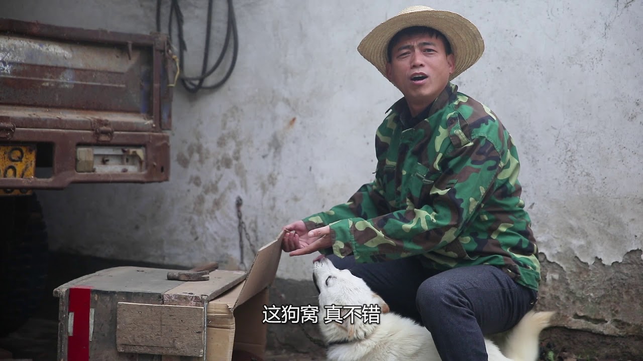 冬天来了，阿Q为狗盖别墅，太舒服了，马上走上狗生巅峰！