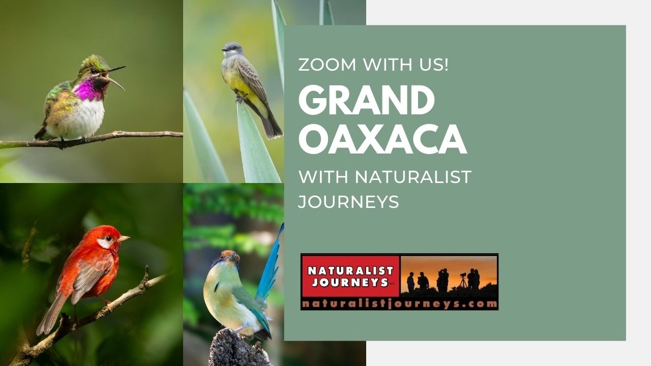 ZOOM WITH US: Grand Oaxaca with Bryan Calk