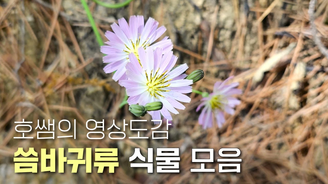 EP.113 | 씀바귀 친구들 총정리 | 노랑선씀바귀 흰씀바귀 벌씀바귀 좀씀바귀 갯씀바귀 고들빼기