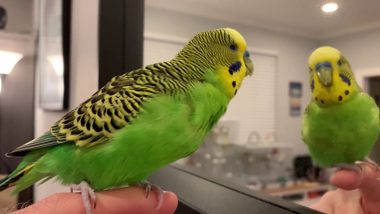 Cute talking budgie, Kiwi, talks to mirror and imitates his owner's speech