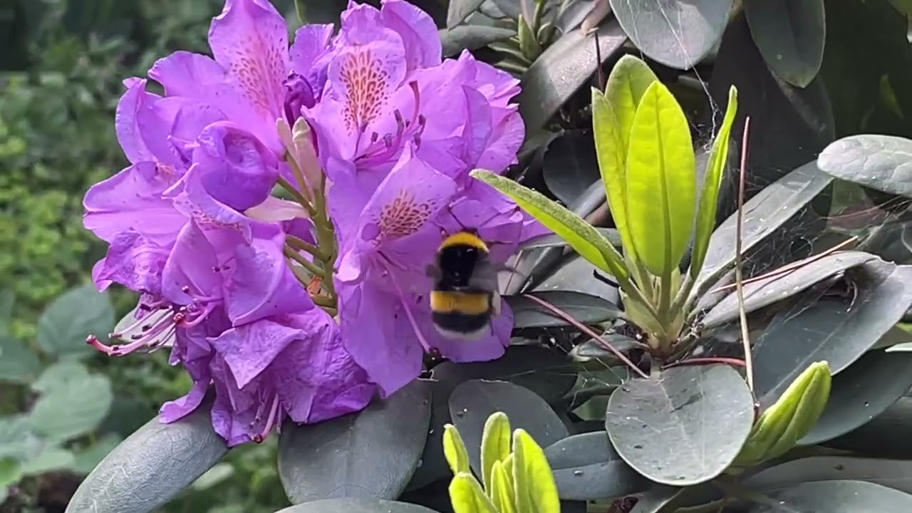 Growing Rhododendrons in Pots 🌸 | The Best Solution for Non-Acidic Garden Soil. #RhododendronGarden