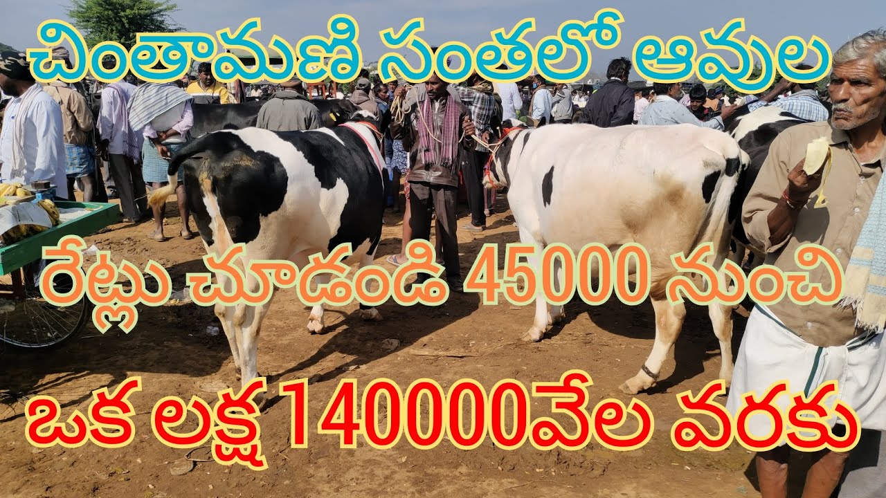 చింతామణి సంతలో hf మరియు జెర్సీ ఆవులు రేట్లు చూడండి cow price in chintamani market