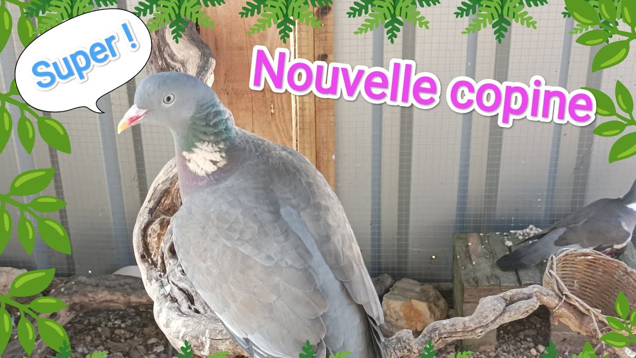 Sauvetage d'une femelle ramier, Eden se retrouve avec une copine. A suivre... 😁🕊️🕊️🕊️