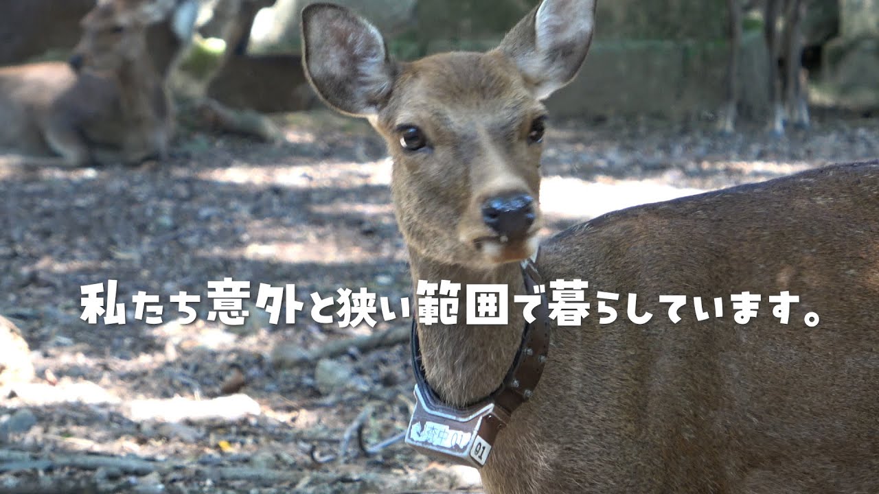 奈良の鹿　広い公園で驚くほど限られた行動範囲　GPS調査
