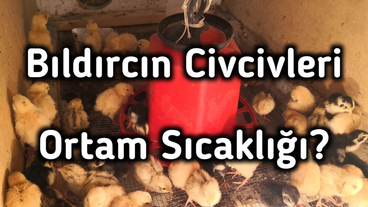 Bıldırcın Civcivleri İçin Gerekli Sıcaklık