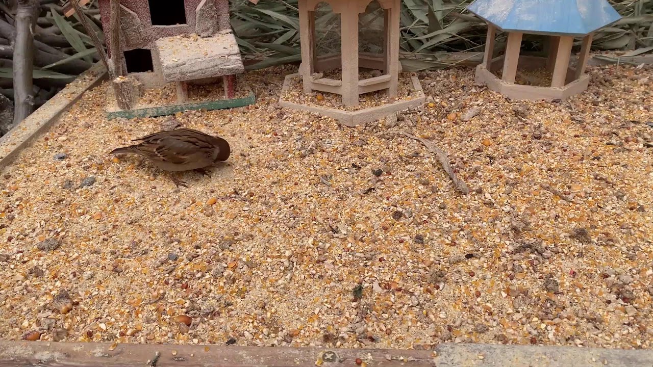 🔴 LIVE Sparrow Bird Feeder 24/7 🐦 Calm Backyard Birds | Relax & Sleep-20260206-1