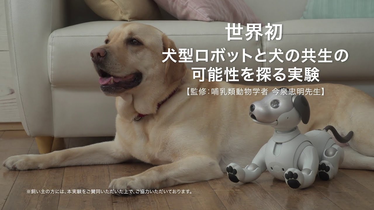 ソニーの犬型ロボット「aibo」と犬の共生の可能性を探る実験動画