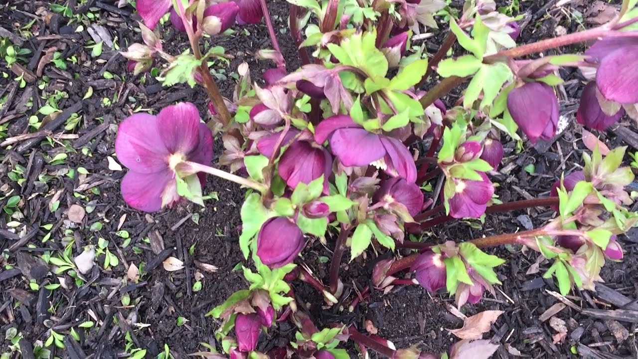 Hellebores - Spring Pruning. (Ivory Prince, Rio Carnival, Pink Frost), 2020