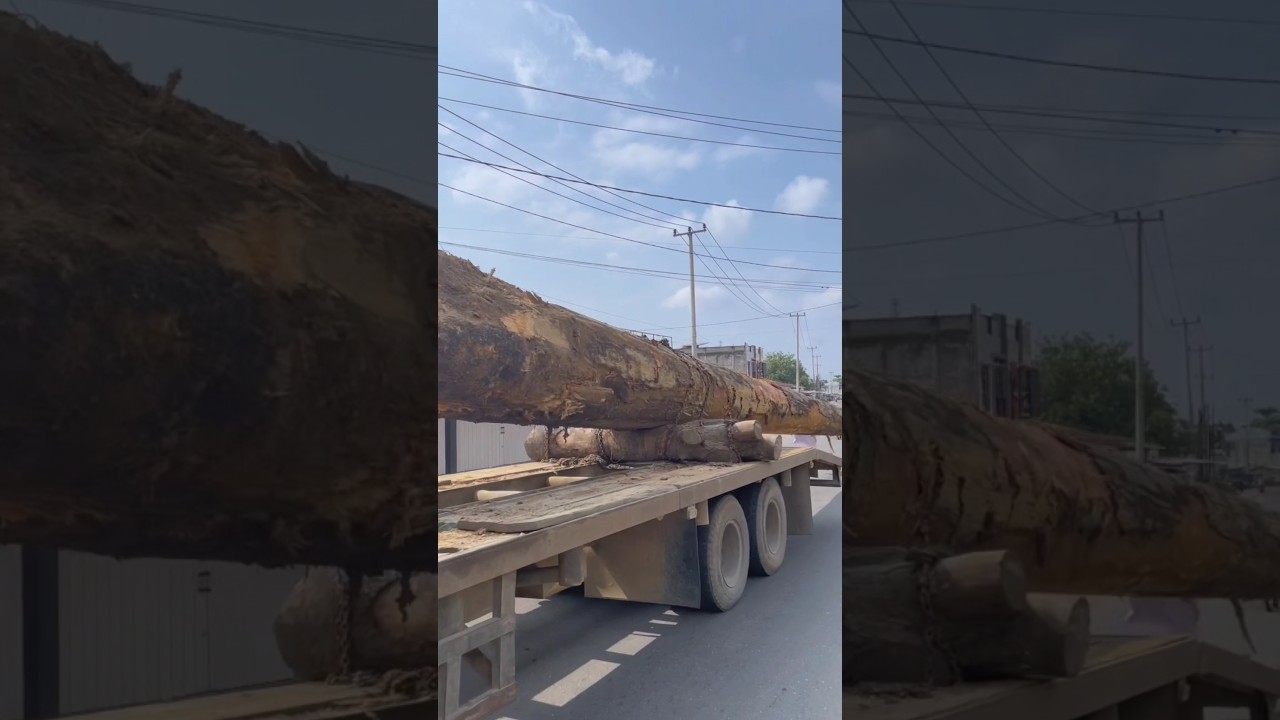 MELIHAT TRUK MEMBAWA KAYU RAKSASA!🤯 KAYU JALUR GUMORIANG SANGAT PANJANG DARI DEKAT 