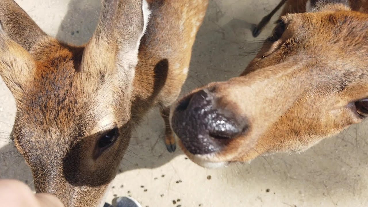 Japan Walking #42 Nara Park Deer Paradise Park
